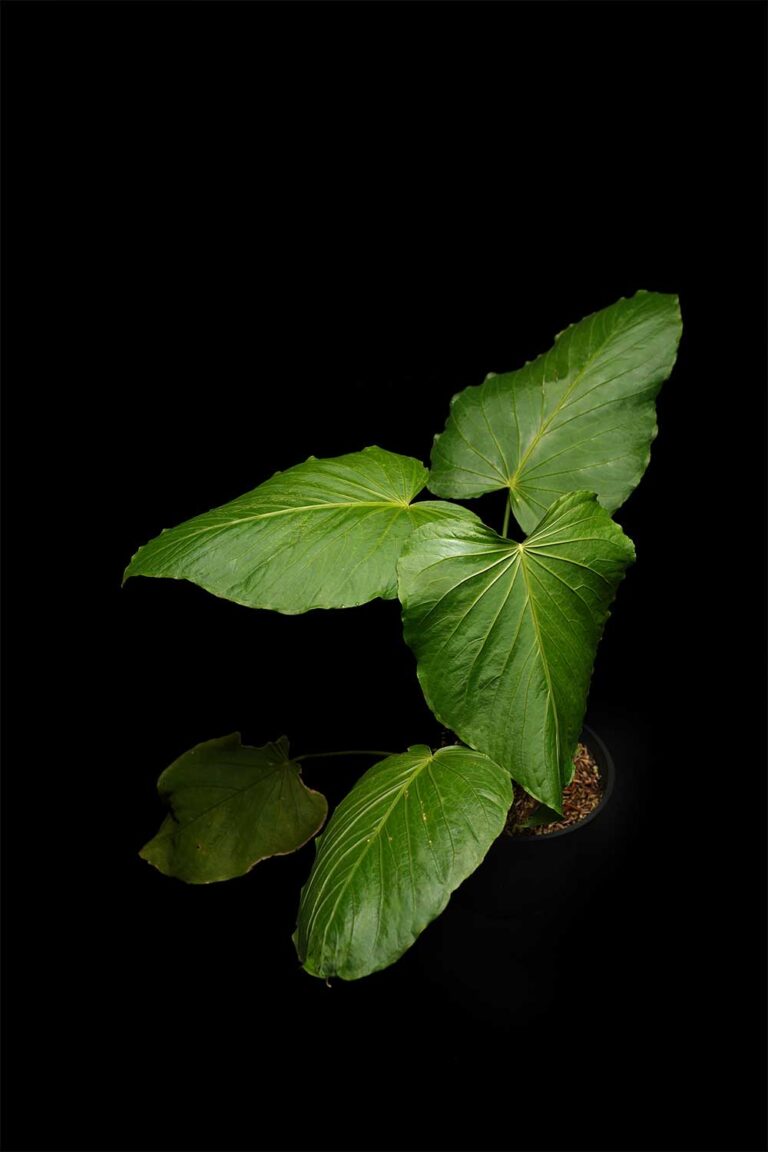 Anthurium Schotianum